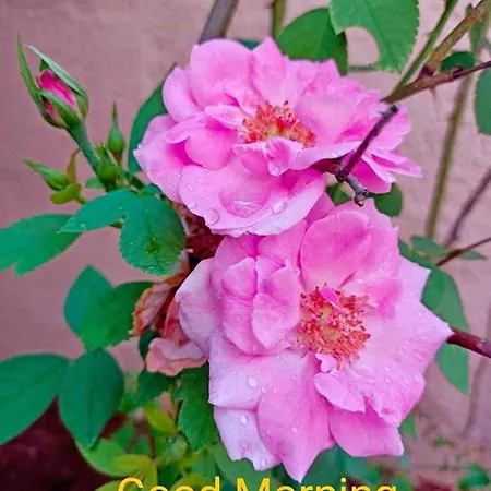 Sloneczny W Bloku Na 1 P Dla 1 Niepalacej Osoby Od 1 Do 12 Miesiecy קרקוב